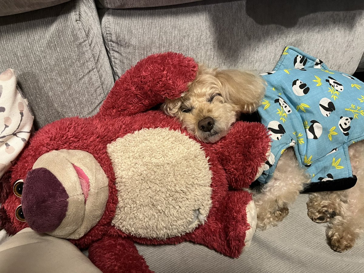 tpitaru5517's tweet photo. 癒し

#tpitaru #マロニー #トイプードル #Maloney #Poodle #Caniche https://t.co/dtuFwuOlrB
