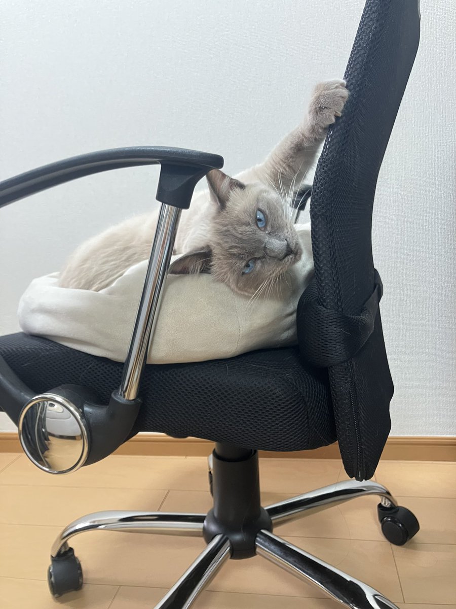 t_a_n_u_chan's tweet image. おねむなたぬ
椅子は返してくれない