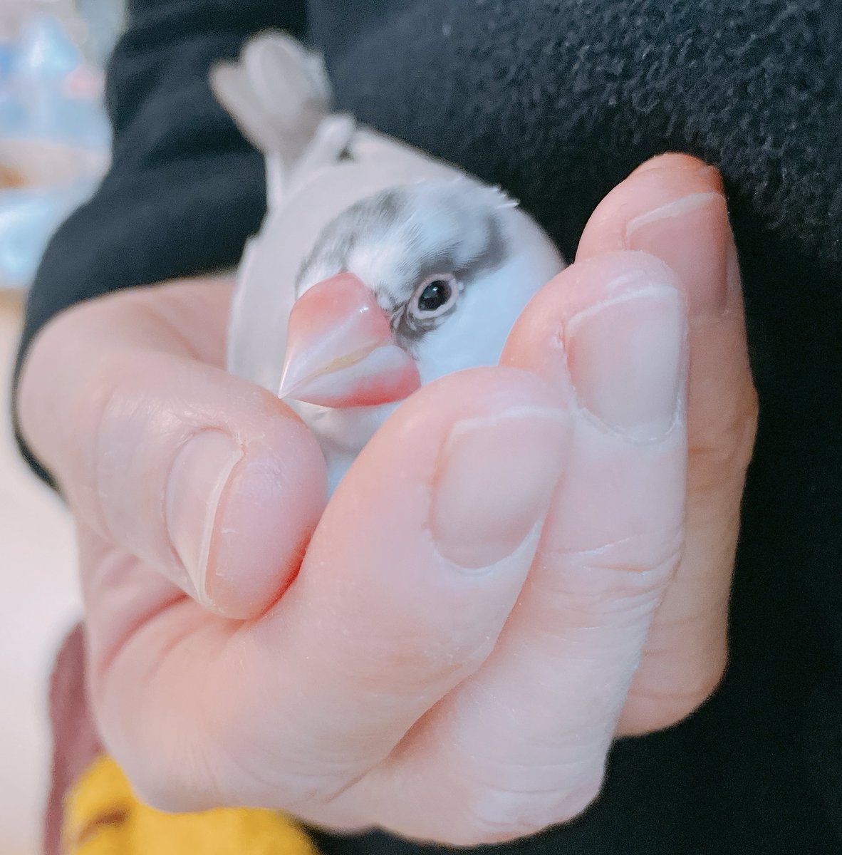 夜のまーぶる🎵

#buncho