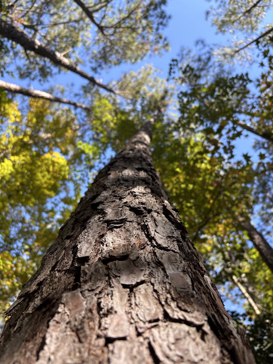 LAWardsc's tweet image. Always keep looking up.  Follow your instincts.  Trust your heart and care about things more than anyone else.  BELIEVE IN YOURSELF.  ❤️