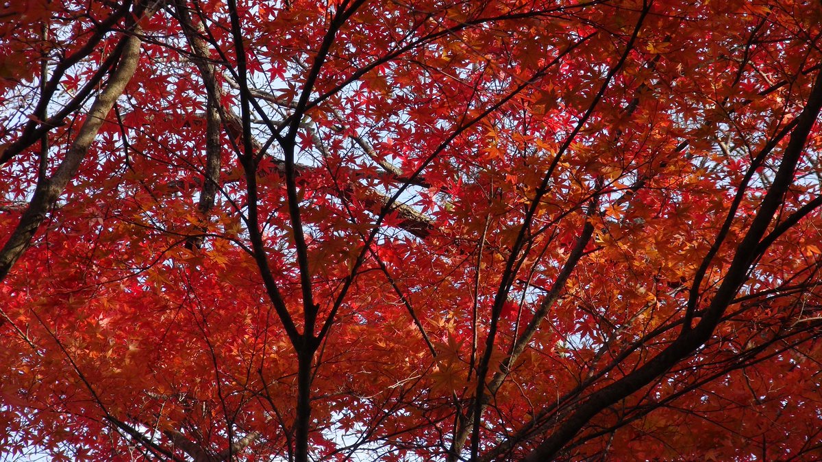 KisaMake's tweet image. モーターボートレンタル出来なかったので足こぎーや！大沼の上で運動やー！
I couldn't rental a motor boat, so I went full pedal mode! It's exercising time on the lake!