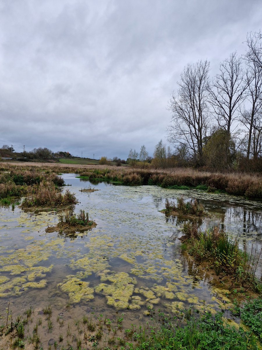 Our relatively new wetlands at Althorp are holding water and filling up nicely after storm Claudia. Aquatic vegetation is colonising the area too.
Good numbers of snipe and various wading species are already showing up.
Conservation@althorp.com #Spencerestates