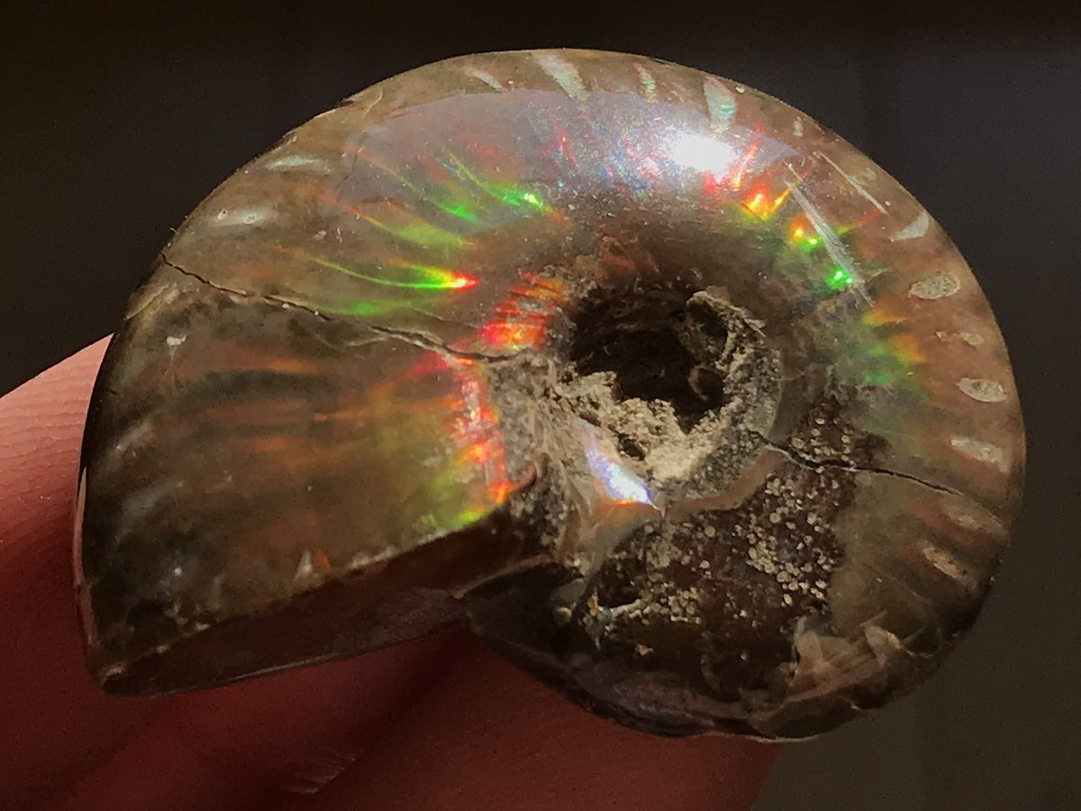 17点追加しました。 縫合線やドウビレイ、パイライト個体等が加わって