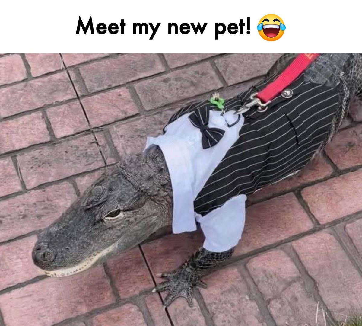 Rachityadav0x's tweet image. GM 🍺