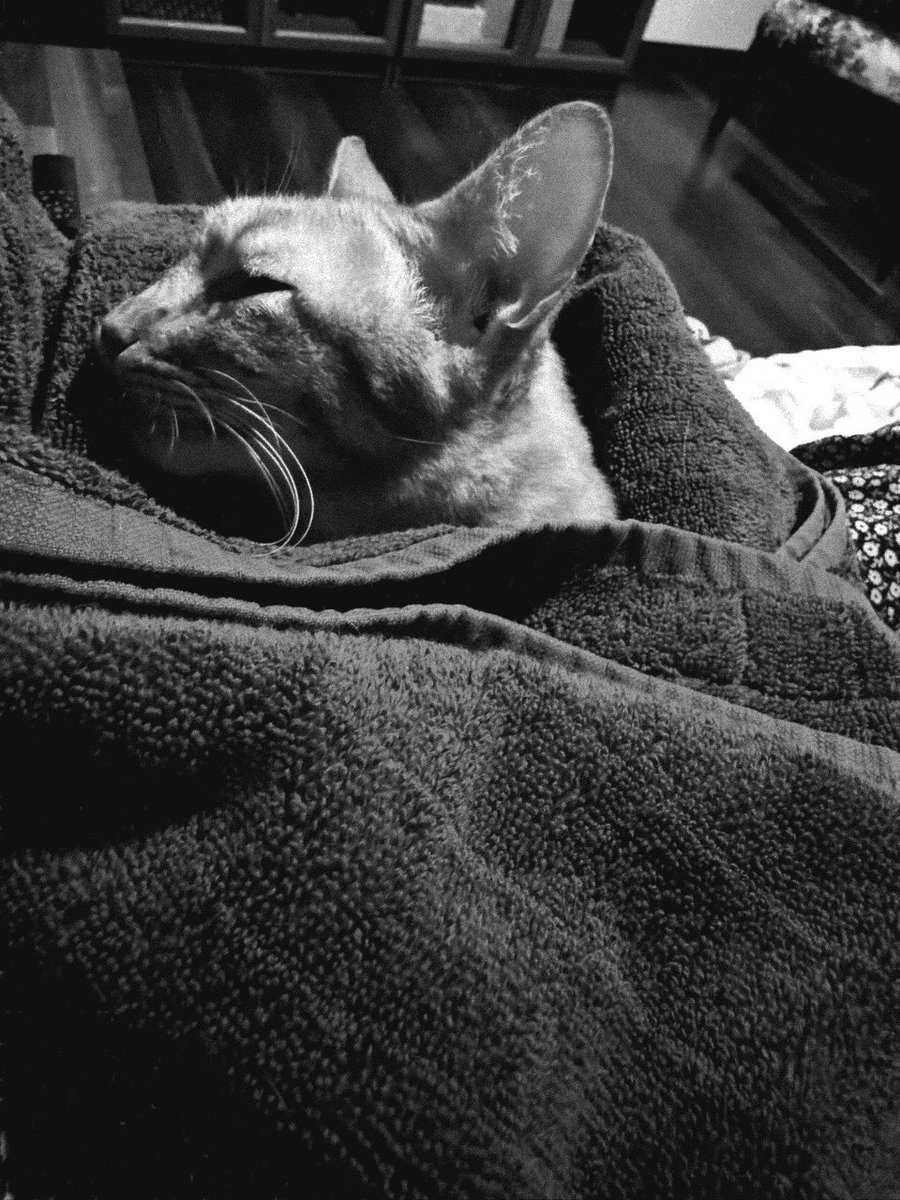 Chik, 2021 - 2025 💔🪦🕊️

My rare female Oyen, Chik, took her final breath in my mum’s arms today. Chik, know that you are forever loved and missed. Allah SWT’s plan to have me see you again one last time few days ago now meant everything. See you in Heaven 🤍