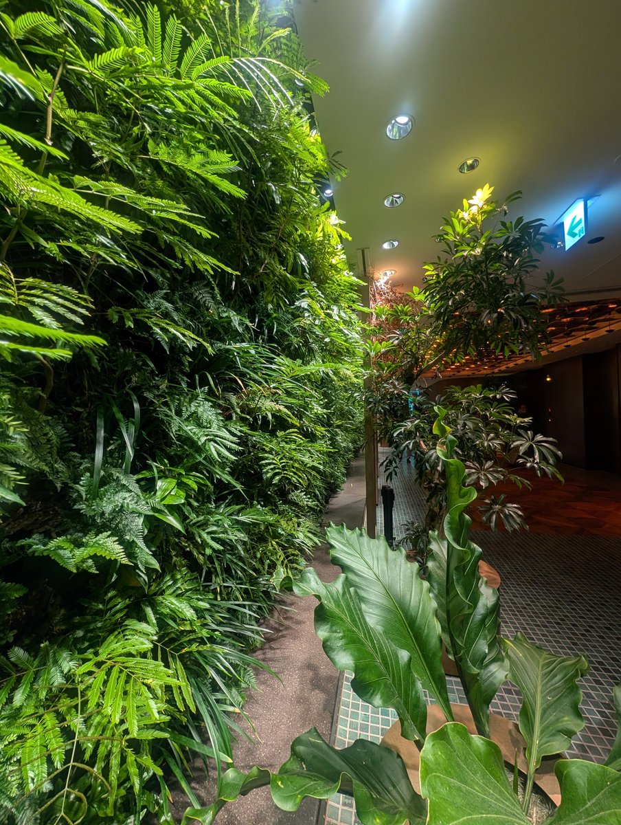 Fre_bull_D's tweet image. #高輪ゲートウェイ　#ニュウマン高輪ルフトバウム　#LOOPS  #緑化　#インドアグリーン　#壁面緑化　#グリーン
#ランチ　#ドーナツ
お目当てのお店へ辿り着けない！雰囲気ある薄暗さとたくさんの緑が入り混じり迷子の大人たち続出！困り果てて笑ってしまう🫨LOOPSのハモンセラーノのドーナツ🥯😊