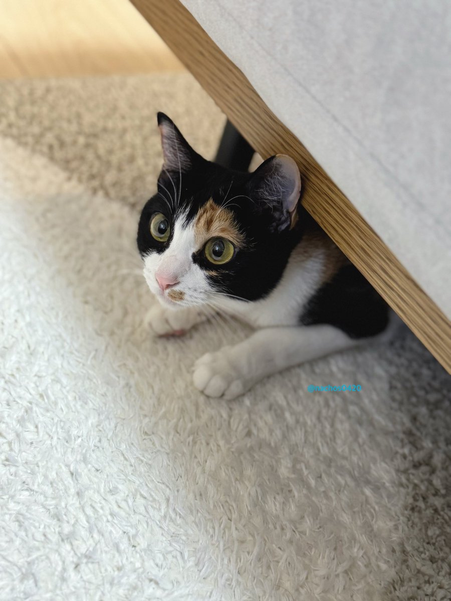 ナツ👕🌼スイ💎✨ (@nachos0420) / Posts / X