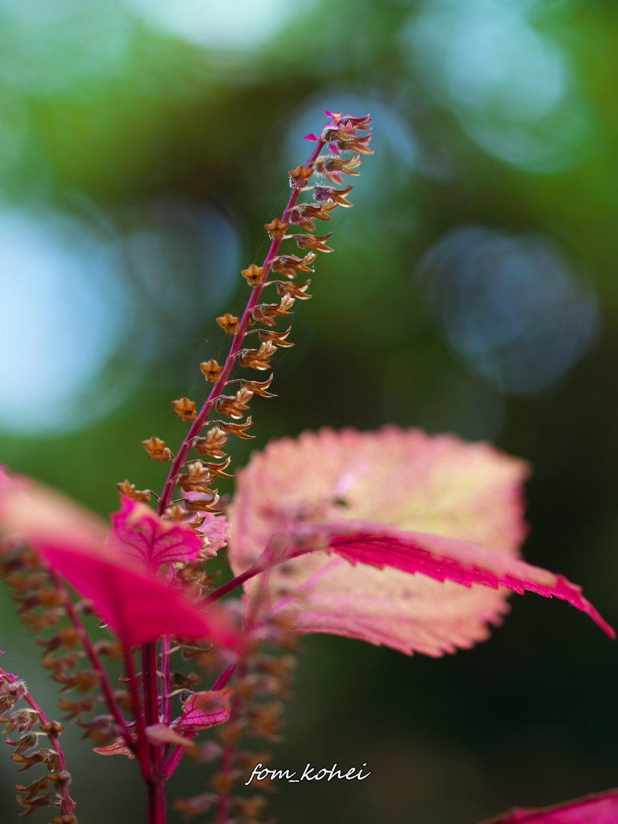 fom_kohei's tweet photo. 2024年11月
1年前の今ごろの季節
#シソ #紫蘇
#JapaneseBasil
#秋 #花 #長野 #autumn #flower #MINOLTA #100mmmacro #丸ボケ #sonyα #α7cii #SILKYPIX #これソニーで撮りました https://t.co/djwUirEcak