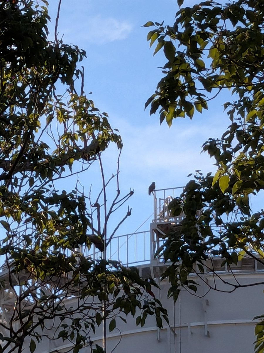 風見鶏や、タンク設備に止まって身体を休めるトンビ🪶✨