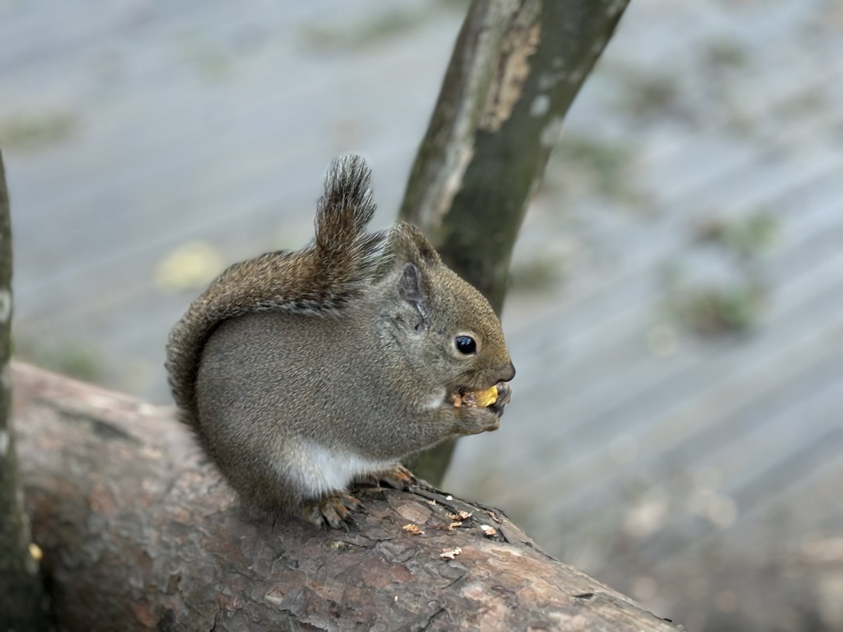 yuseiruby's tweet image. 那須どうぶつ王国楽しかったです！広すぎてびっくりでした！
 #那須どうぶつ王国