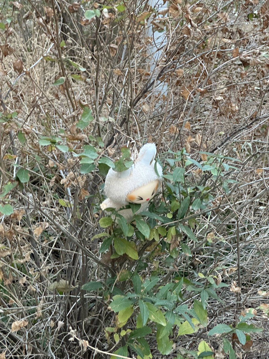 вот вы говорите в алматы плохо с экологий даже не зная что тут лабубы растут в кустах