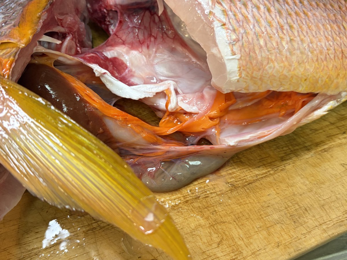 釣れぬ釣り師 (@TsurenuTsurishi) / Posts / X