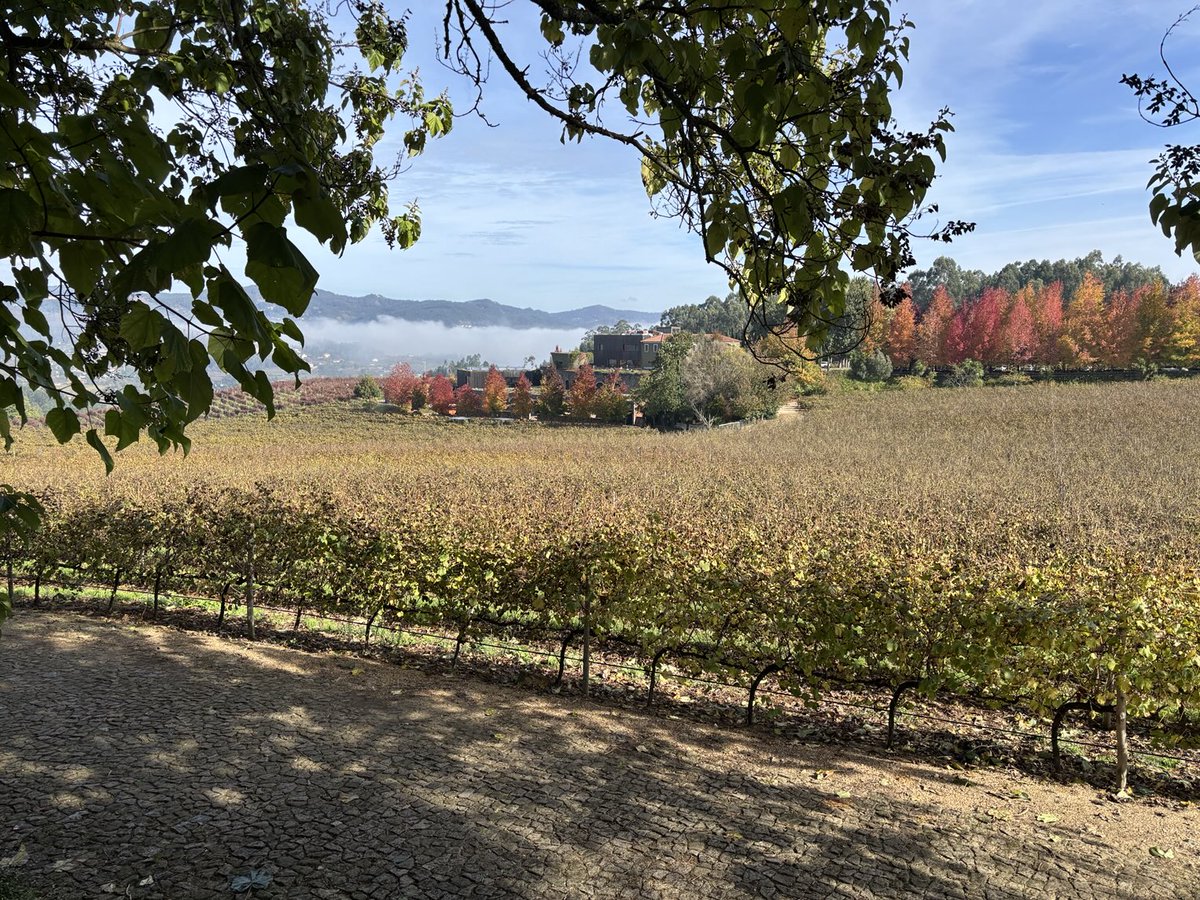 Martin Camiré tweet media