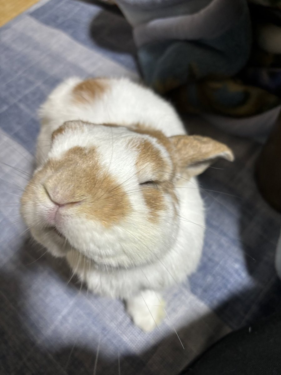 maruboo_0323's tweet photo. 🐰ほげ… https://t.co/XcLm8cuGkk