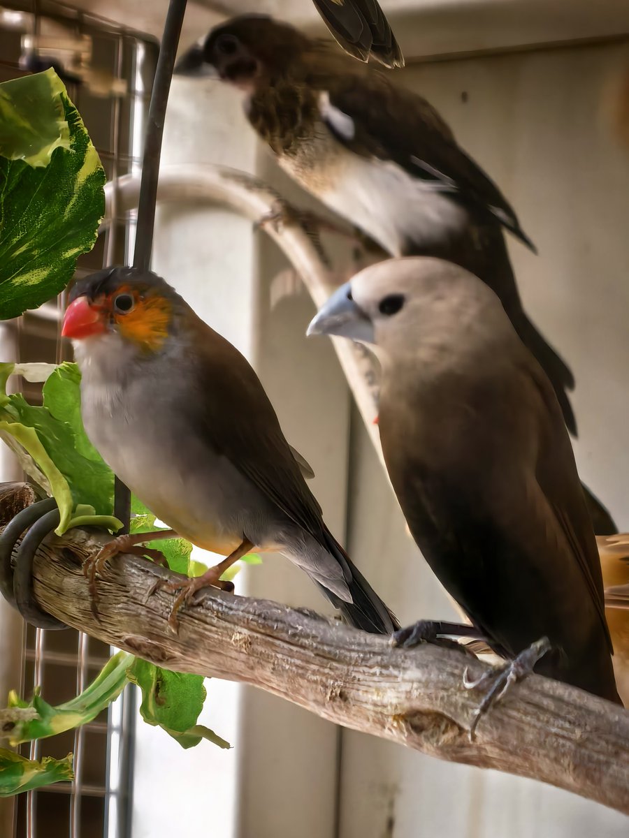 arr_ant's tweet image. Birds ....