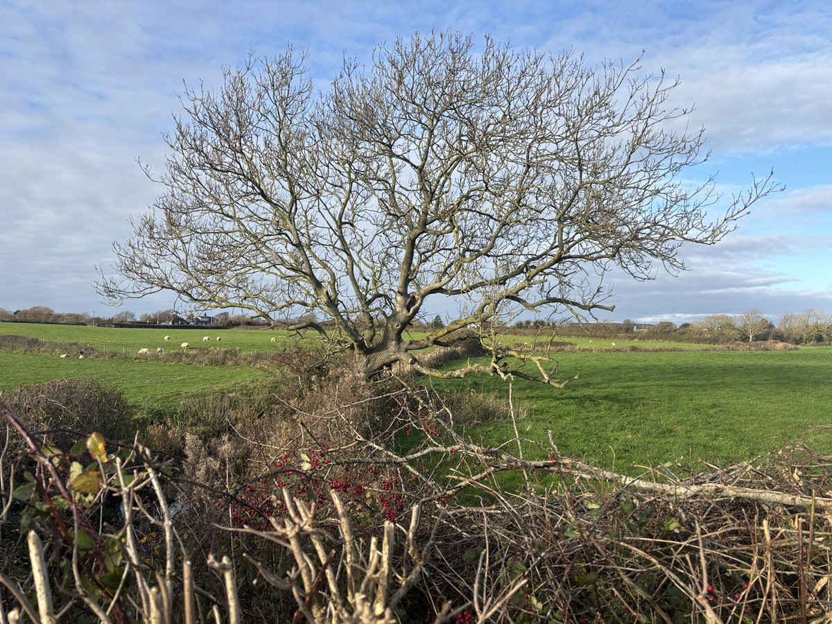 WyresAndy's tweet image. #mooch #trees