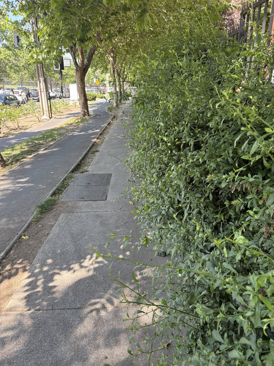 aleflaco's tweet photo. Porfis @Muni_LasCondes @LC_jardines pueden venir a cortar estos arbustos ya q molesta al caminar. Dirección 4550 hasta colegio alcazar https://t.co/upBcn9GTLu