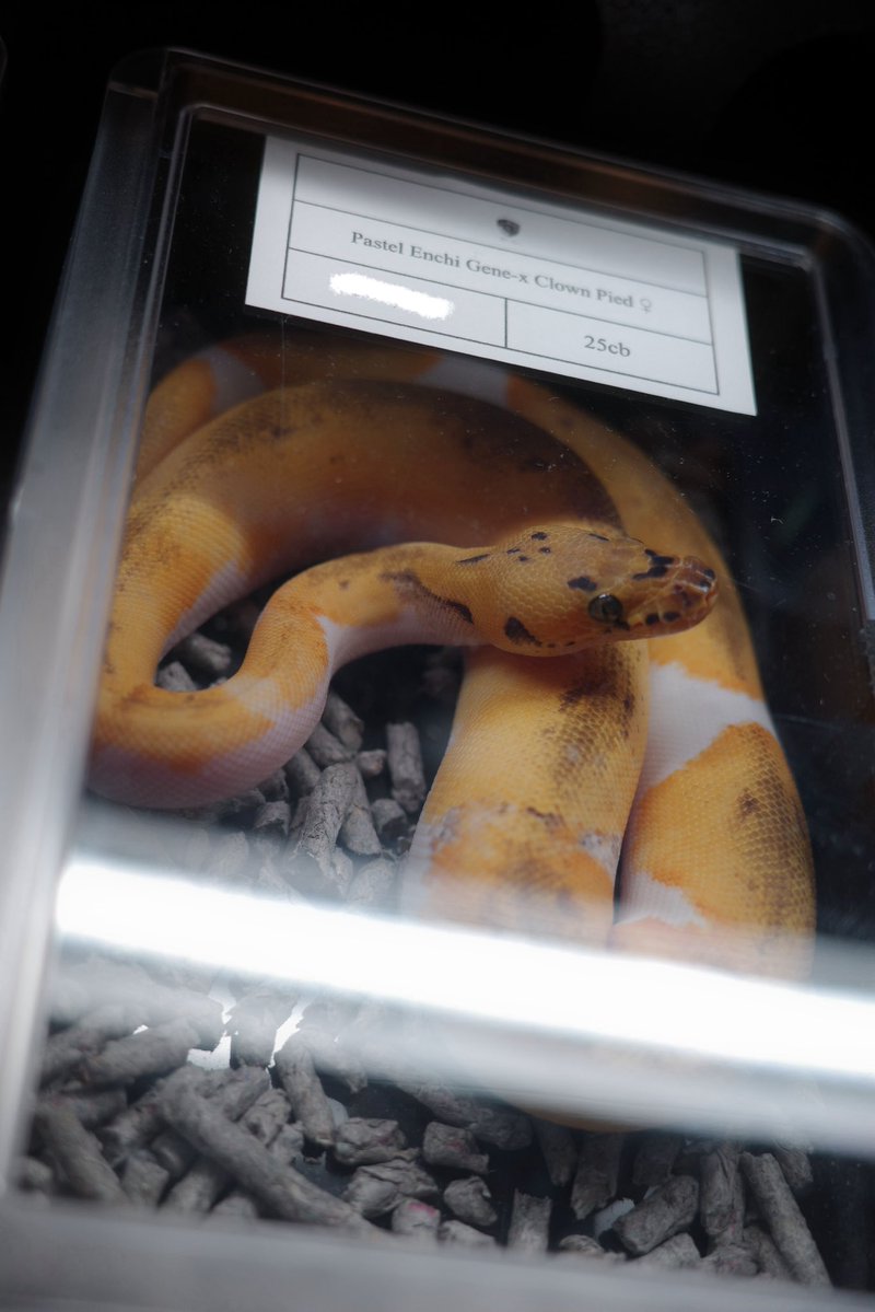 kodamarik's tweet image. 実物を見てどうしても欲しくなった
0.1 Pastel Enchi Gene-X Clown PiedをYellow Benjamin(@Dnasty0014Y3l )
よりお迎えしました。
Clown Piedの第一歩としてはあまりにも申し分ない個体です。オレンジ凄すぎます。

本当にありがとうございました！

#ONE2025
#BallPython
#ボールパイソン