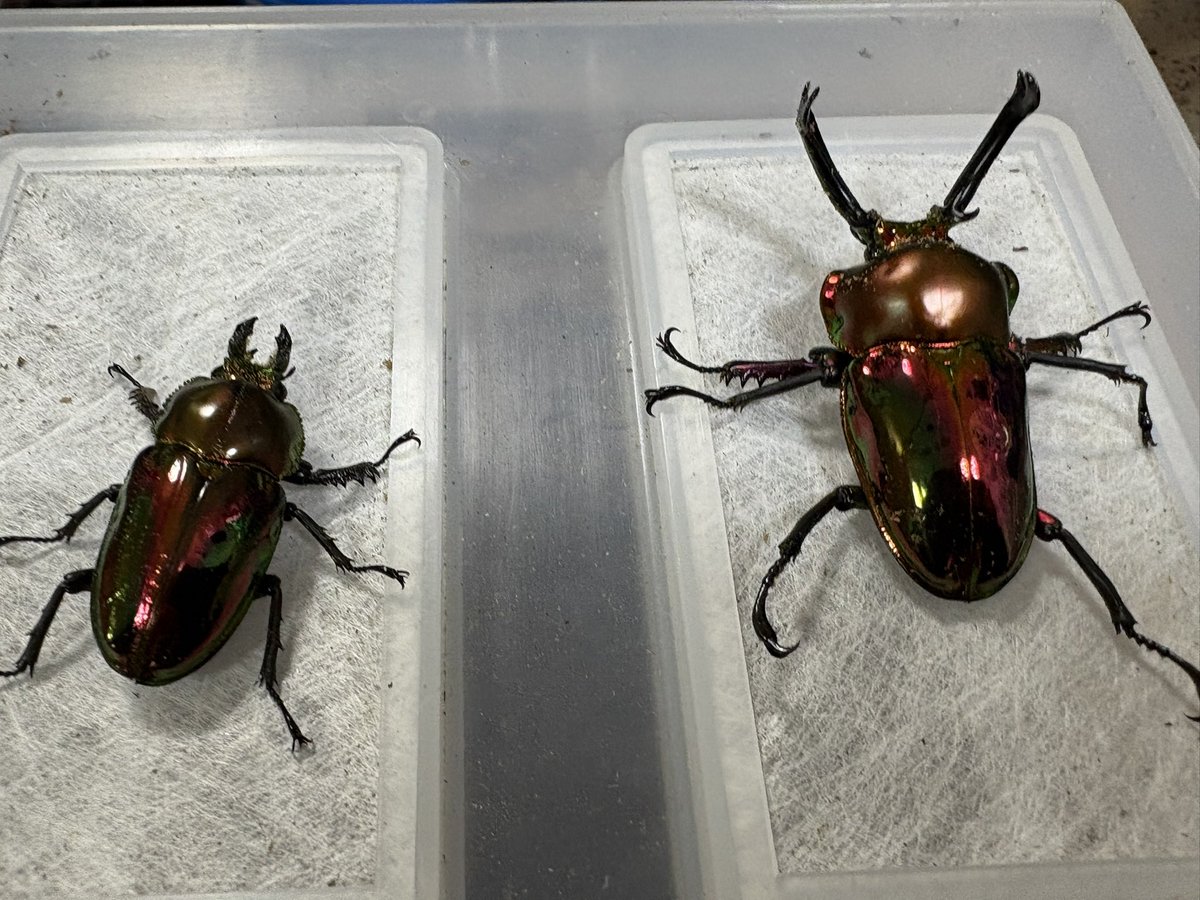 北のぎらふぁ@インセクトプロショップヒデ (@giraffa012) / Posts / X