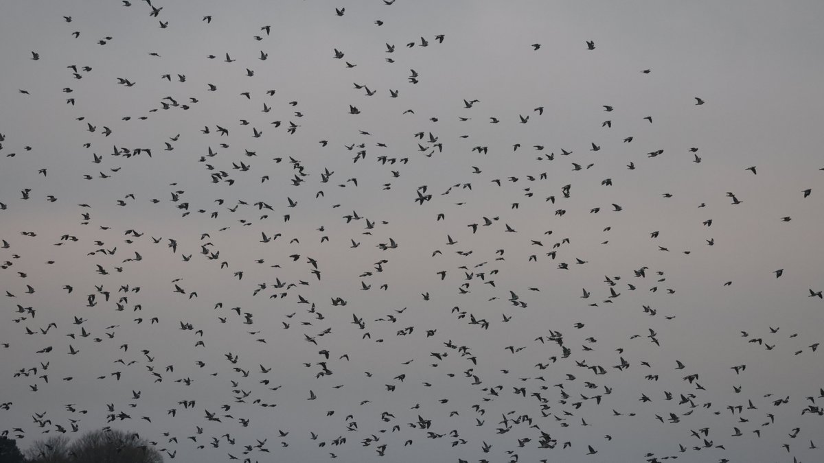 Spectacular Woodpigeon migration at West Bay with 116,560 counted + 24 spp inc. 331 Stock Dove, 606 Chaffinch, 6 Brambling, Woodlark, 6 Brent Geese, Shelduck, 5 Common Scoter, Yellowhammer, Fieldfare, 6 Redwing, 1188 Starling, 130 Goldfinch, 103 Linnet, 37 Meadow Pipit, Redpoll
