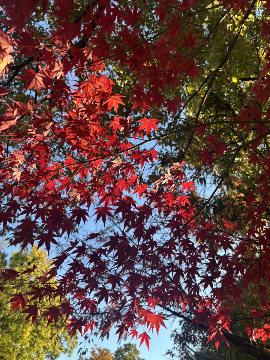 Sk5Lx's tweet photo. 紅葉狩りが楽しい季節になりましたね😊

そして今日ははなちゃんから頂いたスタバチケットで美味しいの飲んできました😋本当にありがとう🥰😘 https://t.co/IYRnlaZiXh