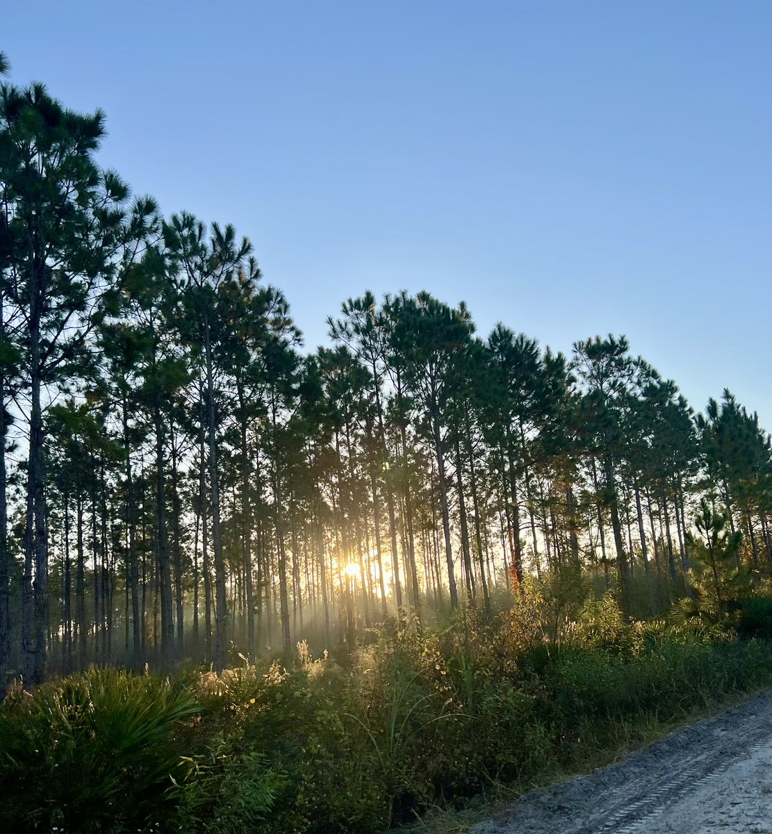 GM ☀️ 

Thankful for every sunrise 🌅 

Happy Sunday y’all