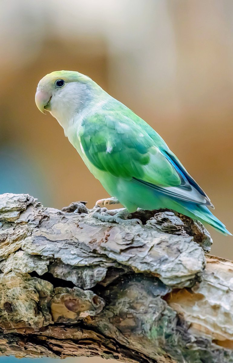 Wishing you all a beautiful afternoon. 🌹☀️🎶🧡🍂💫