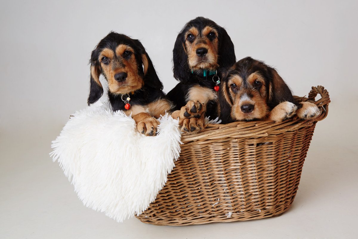 Krisp06's tweet photo. Otterhounds really do have a super web site update & it's top dog very, very nice.
Go and have a look. https://t.co/VUWKQqEtPk
Is there space in your life/your sofa for one more - three even ?
#Otterhounds https://t.co/BVT8O7Q8K9