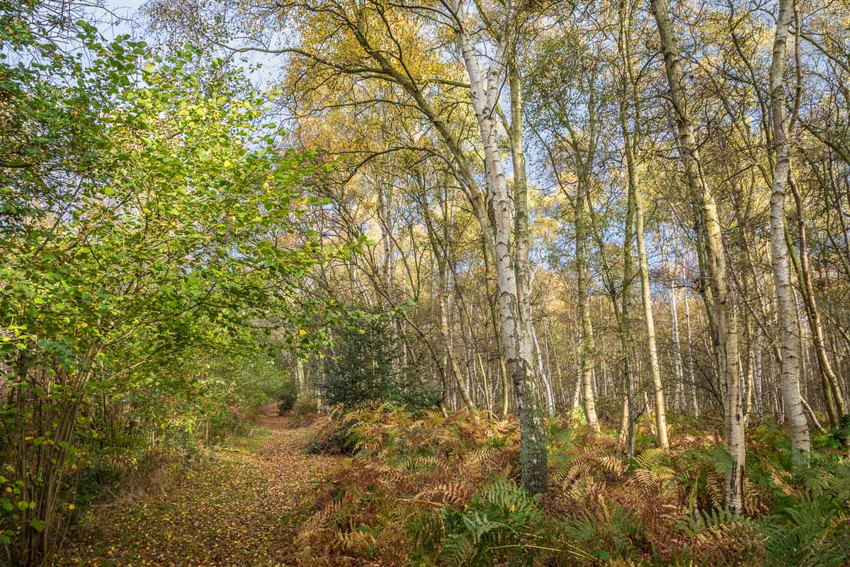 andrewswalks's tweet image. Autumn paths