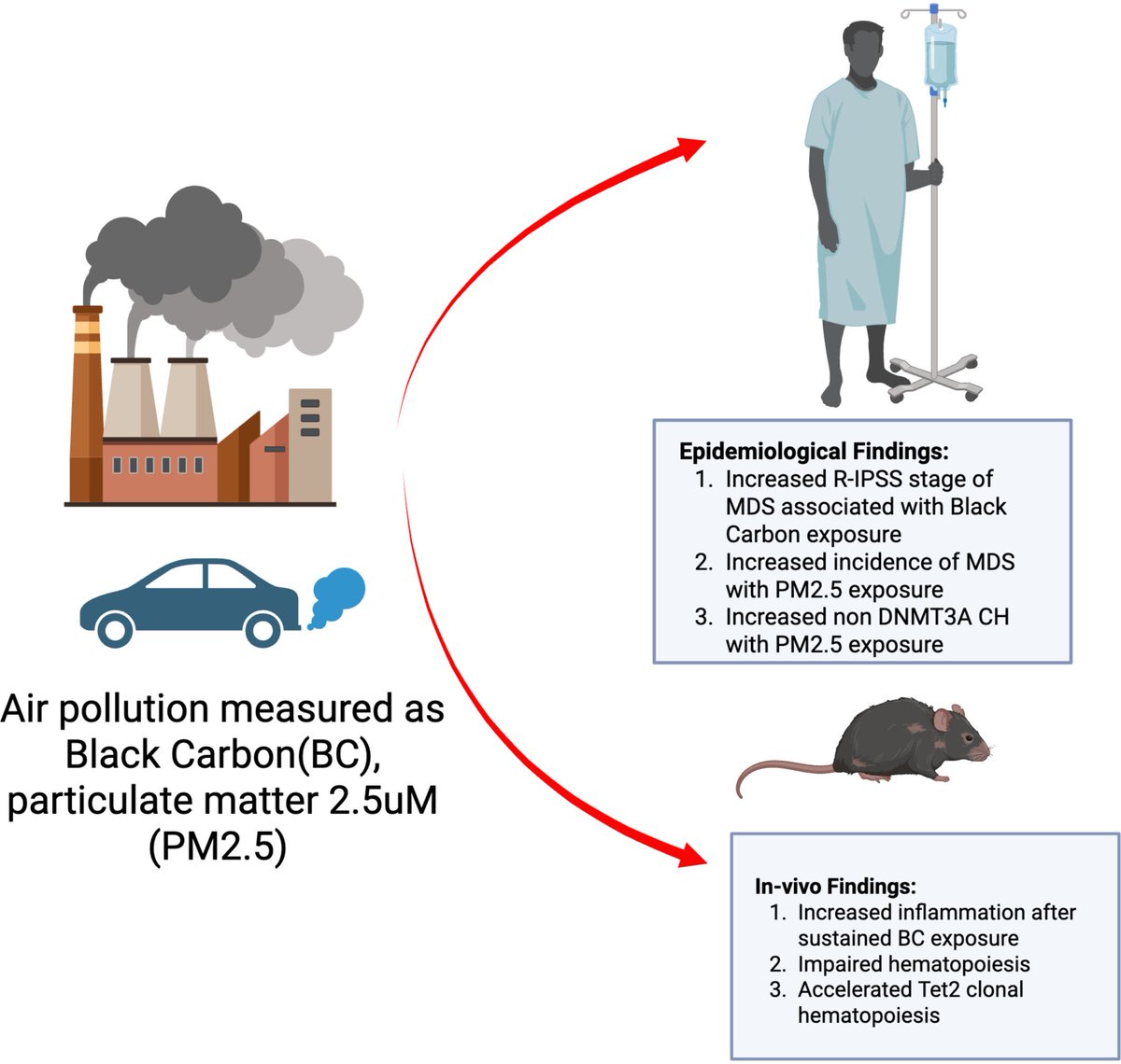 Airborne pollutants are elevated in the Bronx, New York and correlate with worse #MDS outcomes. Exposure to similar pollutants leads to inflammation in vivo.
doi.org/10.1002/ajh.70…
<a href="/MeghaVerma83142/">Megha Verma</a> @montefiorenyc @einsteinmed <a href="/aditishasMD/">Aditi Shastri, MD</a>