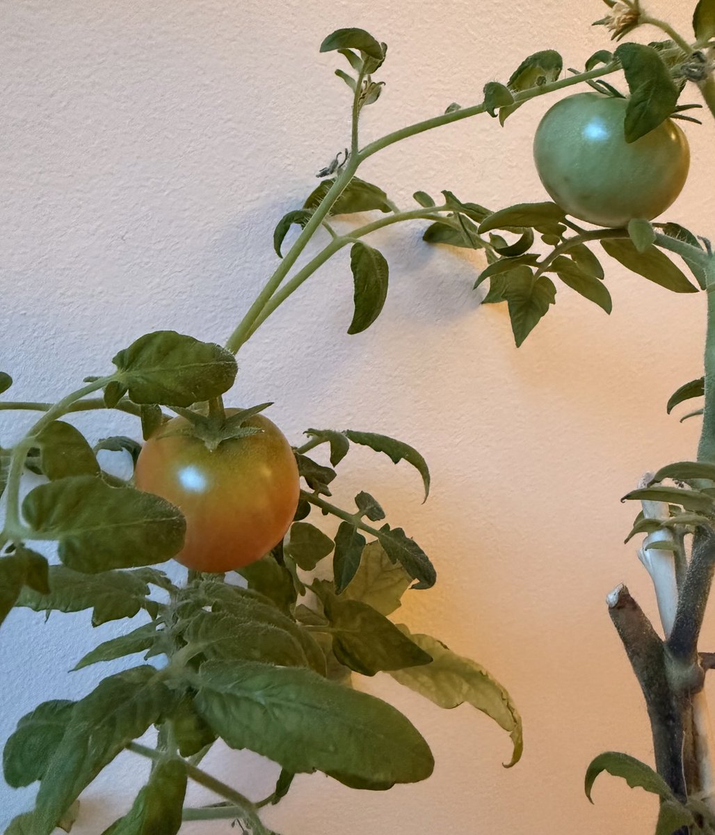 Izskatās, ka šogad vēl būs raža :D