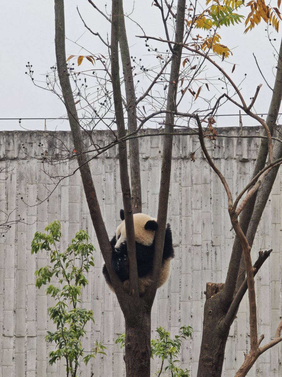 RenLuo_RAD's tweet photo. Nice to meet Prof. David Planchard @dplanchard and meet Super panda star Huahua in Chengdu, Sichuan! https://t.co/qY1PVzUUWL