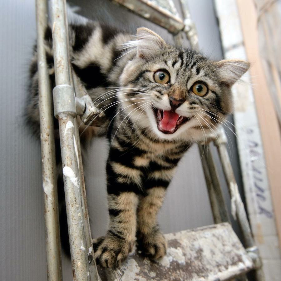 HourlyCatPhotos's tweet image. 