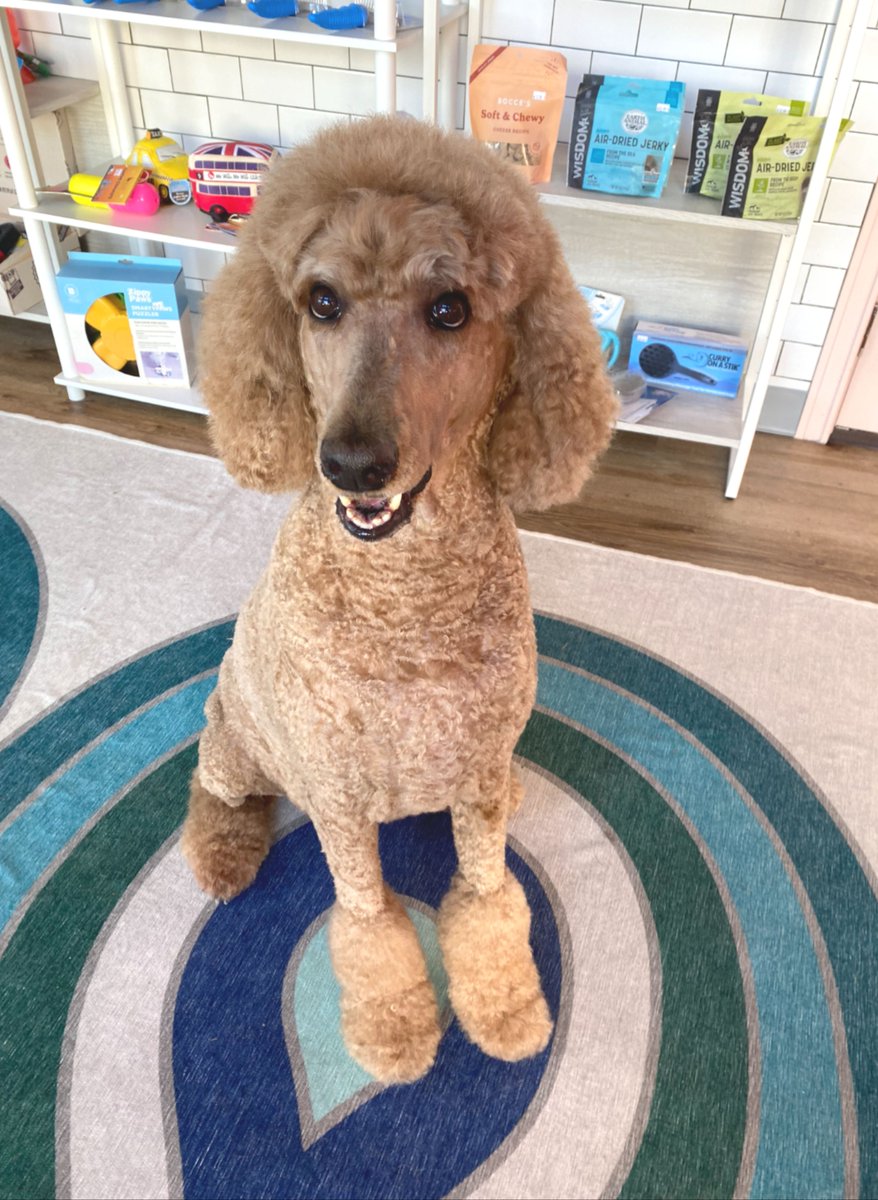 metro_plano's tweet image. Etta got the cutest haircut by Bri! 💖 ✂️ Call to book your pup's styling session today! ☎️ 214-291-0514
#DogGroomingDallas #MetroAnimals #DogsOfTexas