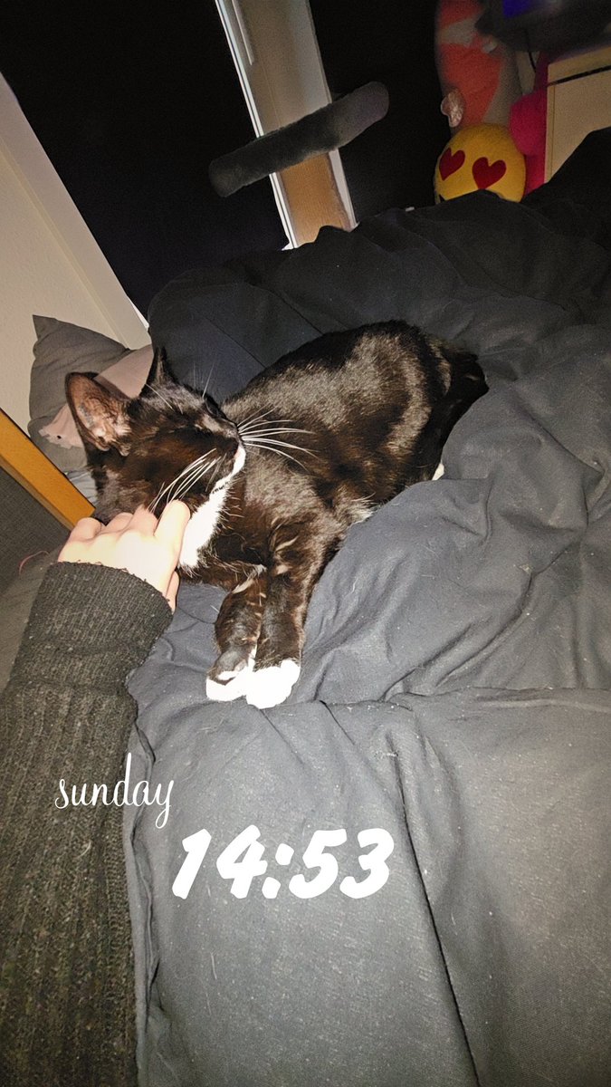 Luna seems to be doing better. She's been eating without us having to force her too much and she seems more relaxed ♡ Hopefully she's better tomorrow for her vet appointment