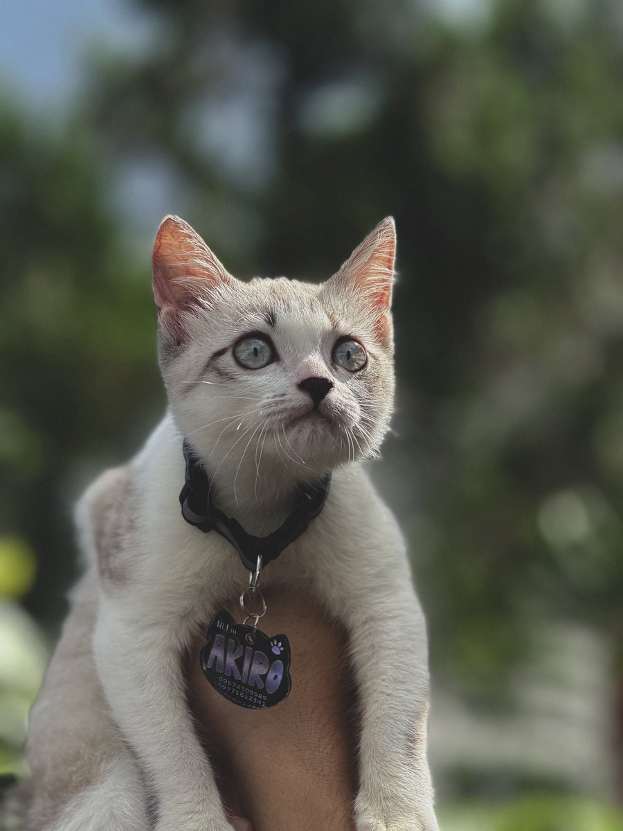 the_LanceAndrei's tweet image. Akiro