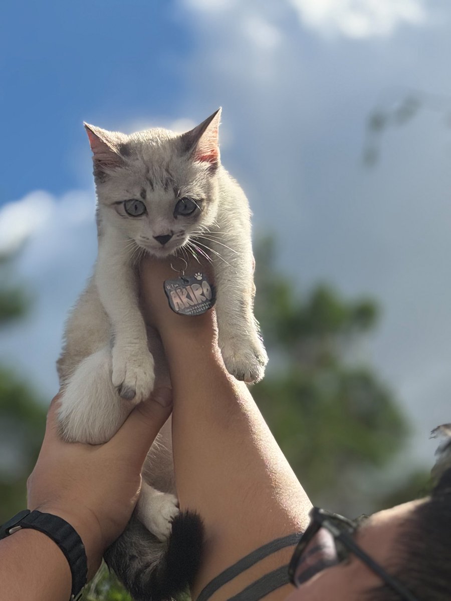 the_LanceAndrei's tweet image. Akiro