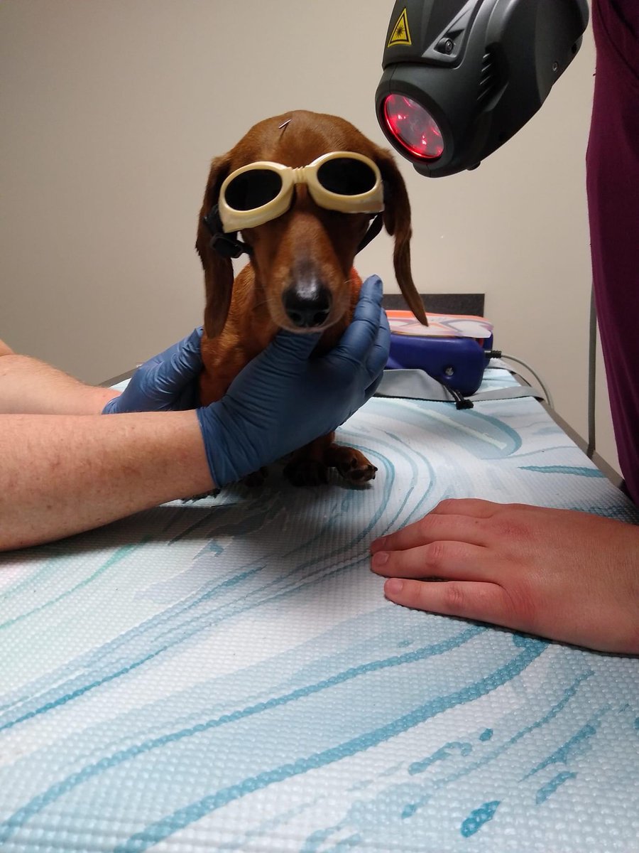K9BackPack's tweet image. Laser therapy can help your #IVDD dog recover faster by reducing pain &amp;amp; inflammation &amp;amp; speeding healing. Laser therapy is also beneficial to maintain on a regular basis after recovery.