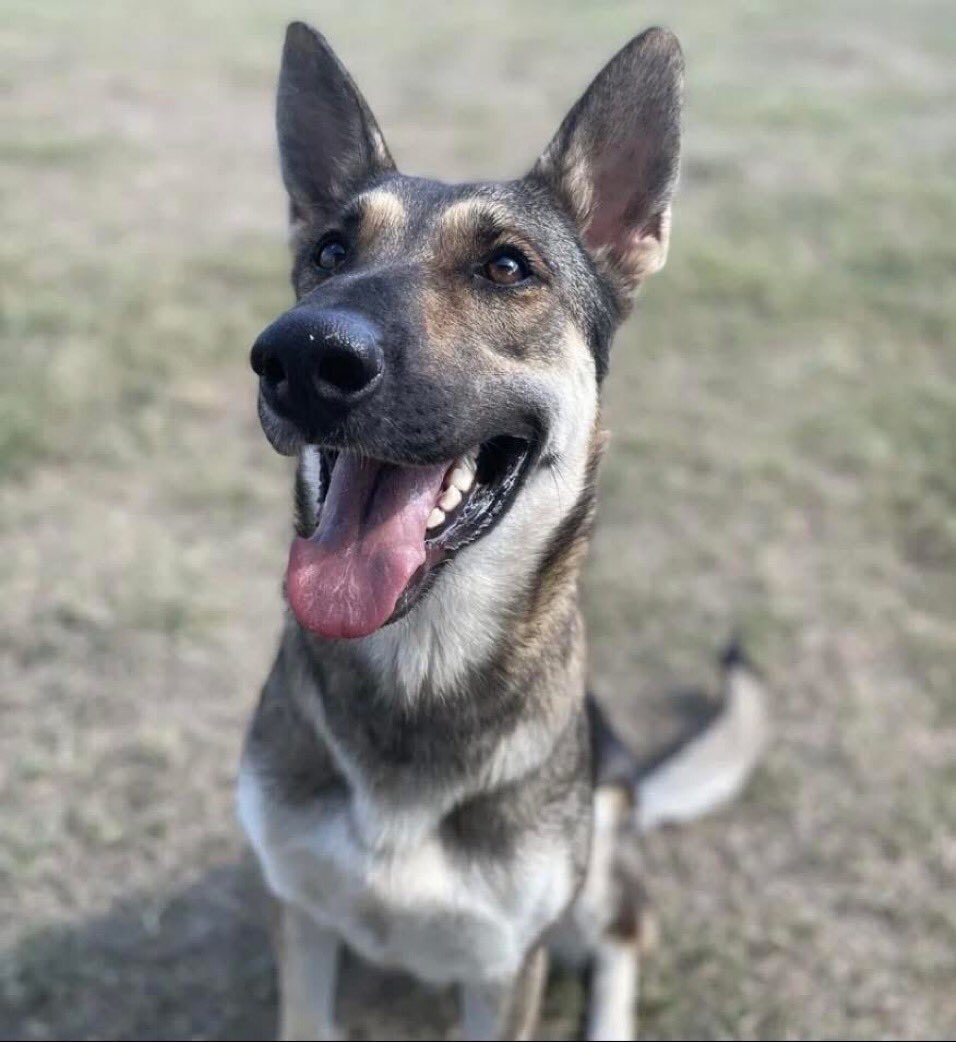 SamfromSpain's tweet image. 🆘Can’t anyone step up 2 save my namesake SAM #A354745 from being killed⁉️
Was @ Corpus Christi AC in 2023; owner since disappeared
Why are people so heartless⁉️
Friendly girl feels rejected
All she wants is❤️ &amp;amp; a furever🏠
Plz PLEDGE
#RESCUE
#FOSTER
#ADOPT
A beauty inside &amp;amp; out!