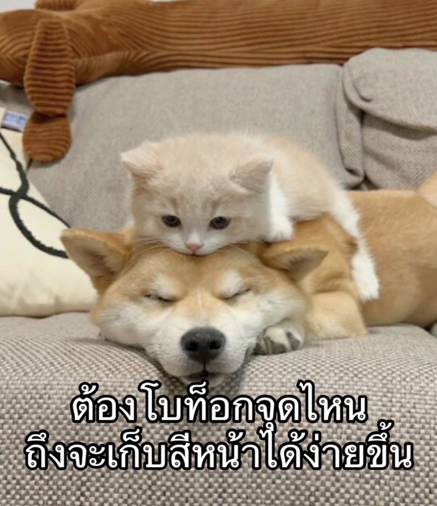 IMeSayIt's tweet photo. ตรงไหนดี https://t.co/UtpmihDmxc