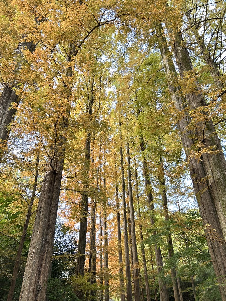 _numacchi's tweet photo. 久しぶりの生田緑地！
食の祭典やってるけど、まずは紅葉を🍁 https://t.co/da8JfmhfSu