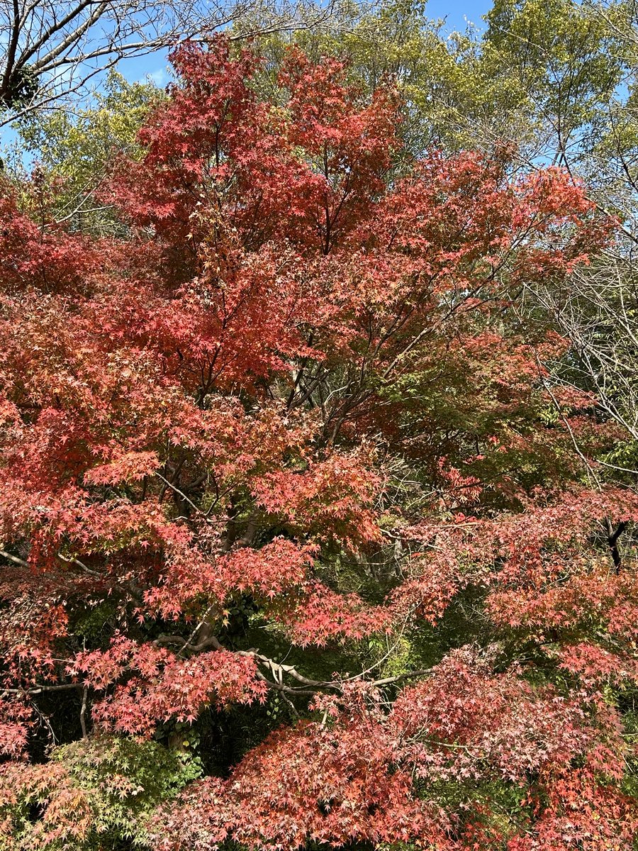 _numacchi's tweet photo. 久しぶりの生田緑地！
食の祭典やってるけど、まずは紅葉を🍁 https://t.co/da8JfmhfSu