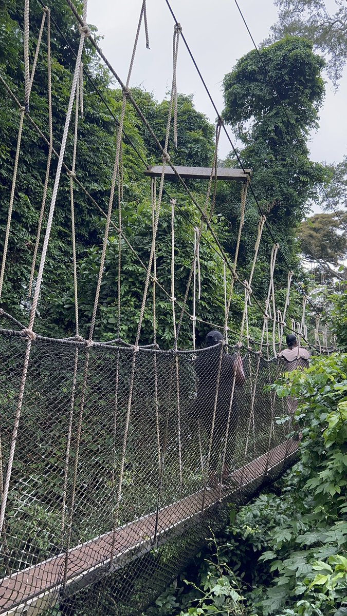 National Park in Ghana is a protected tropical rainforest known for its rich biodiversity, including rare plant species, primates, birds, and insects. 

#elysiumtoursgh 
#creatingmemories 
#bridgingcultures 
#visitghana