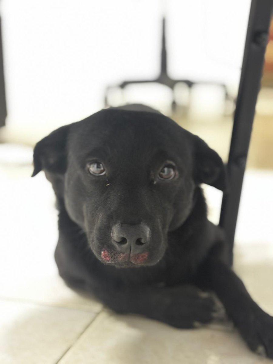 Este perro fue encontrado en la Av Cañasgordas. 
Busca su familia u adoptantes.
Info 3172989173