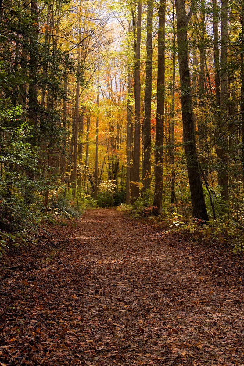 DeepGreens2's tweet image. Happy Sunday! #FallVibes #GSMNP