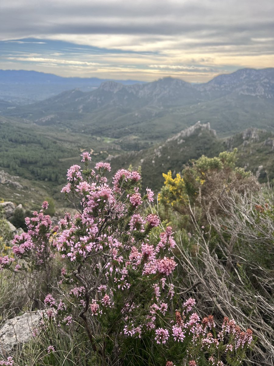hhthacker's tweet image. wild heather growing everywhere on my hike