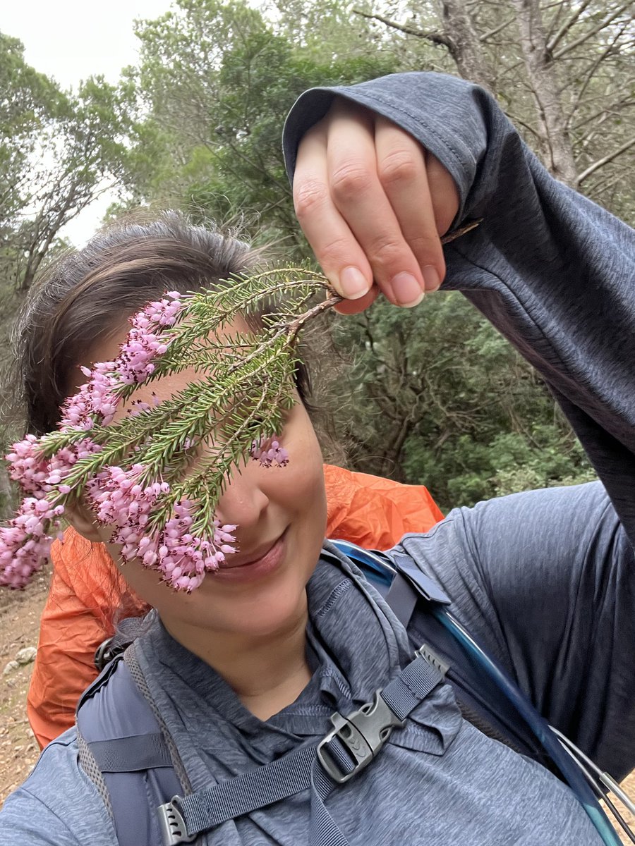 hhthacker's tweet image. wild heather growing everywhere on my hike