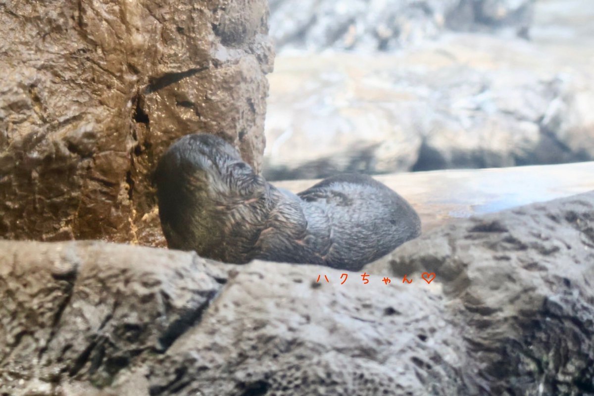生後4日目のハクちゃん♡ ちっちゃい♡チョコレートみたい♡ #海遊館