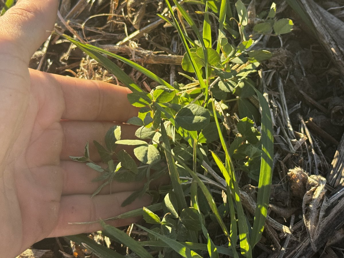 Shay Foulk tweet media