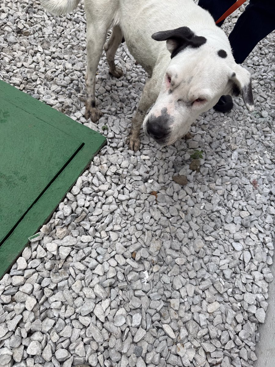 dracorticoide's tweet photo. #AlertaMePerdi @AlertaMePerdi la encontré por Santa Cecilia #Ceibos #LosCeibos https://t.co/uW8M7Mod1e